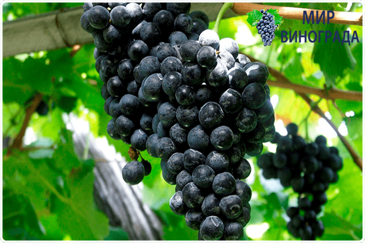 черный виноград