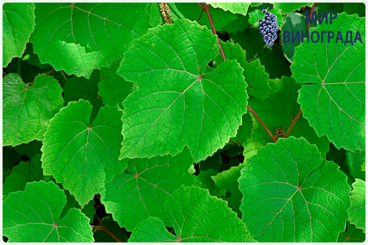 листья винограда