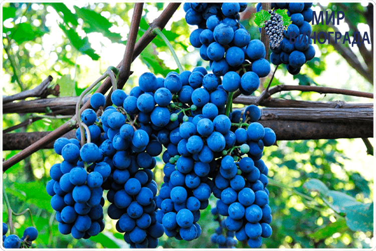 синий виноград